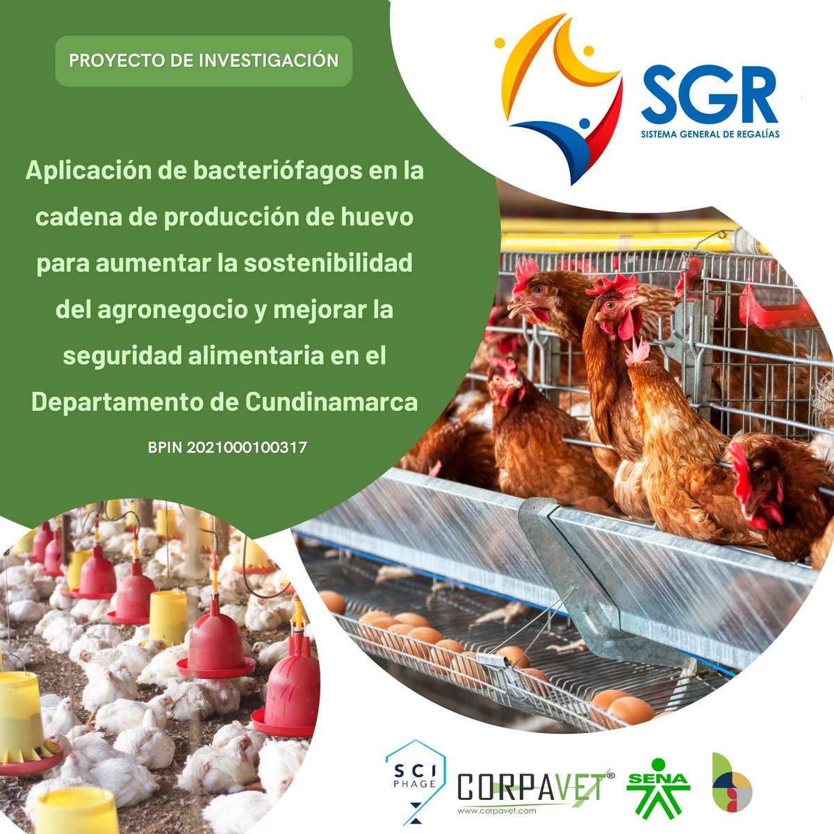 Participación “Aplicación de bacteriófagos en la cadena de producción de huevo para aumentar la sostenibilidad del agronegocio y mejorar la seguridad alimentaria en el Dpto de Cundinamarca” (Sept/22 a Agost/25) SGR BPIN317 Alianza <a href="/SciPhage/">SciPhage S.A.S.</a> <a href="/Corpavet/">CORPAVET</a> <a href="/SENAComunica/">SENA</a>  <a href="/BIOINTROPIC/">BIOINTROPIC</a>