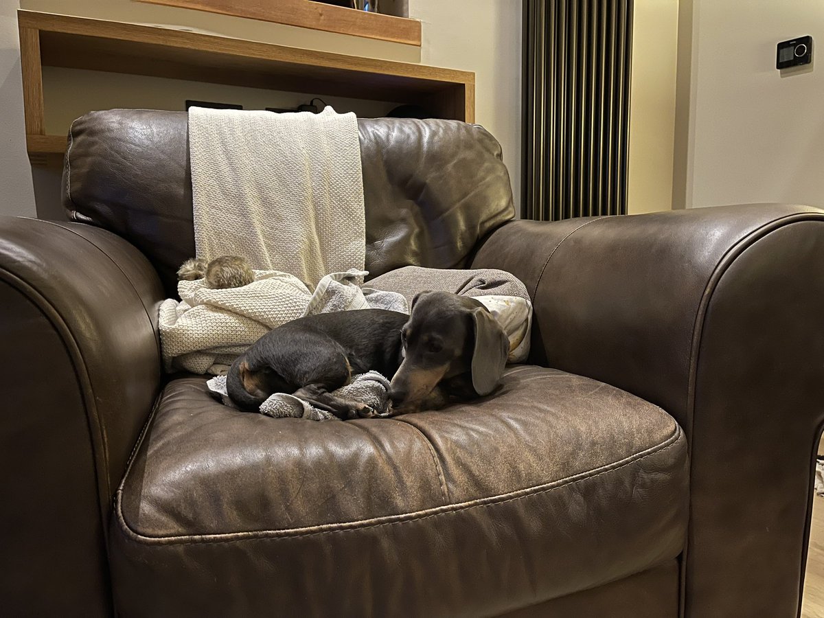 davedachshund's tweet photo. When your pup decides that she just wants to be an independent woman! ❤️ https://t.co/LqmOnozqVN