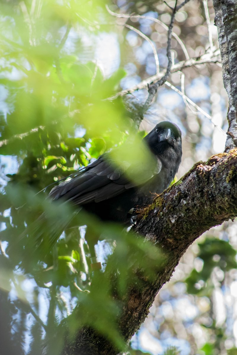 Dr Alison Greggor (@alisongreggor) on Twitter photo Conservation job alert! Opportunity to work with our state partners as the recovery coordinator for 'alalā on Maui. App due 2/15/23 <a href="/ConservCareers/">Conservation Careers</a> <a href="/GreenJobs/">Green Jobs Network</a> <a href="/ConservationJob/">Conservation Jobs 🌍</a> hcmweb521.rcuh.com/psp/hcmprd_exa… Conservation job alert! Opportunity to work with our state partners as the recovery coordinator for 'alalā on Maui. App due 2/15/23 <a href="/ConservCareers/">Conservation Careers</a> <a href="/GreenJobs/">Green Jobs Network</a> <a href="/ConservationJob/">Conservation Jobs 🌍</a> hcmweb521.rcuh.com/psp/hcmprd_exa…