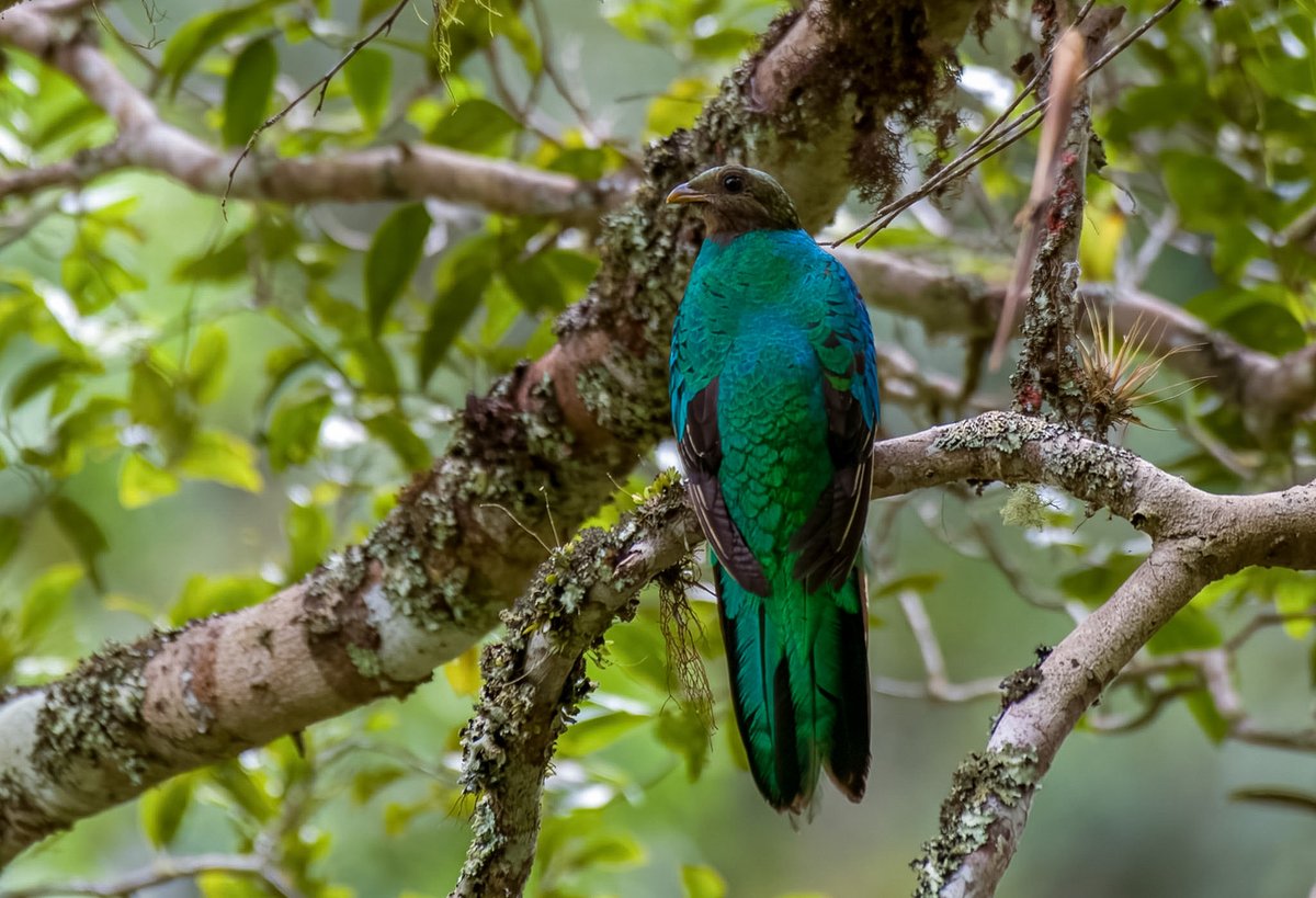 edularotta's tweet photo. Primer vez lejitos y de espalda. Un quetzal colombiano. https://t.co/P8a34urMOM