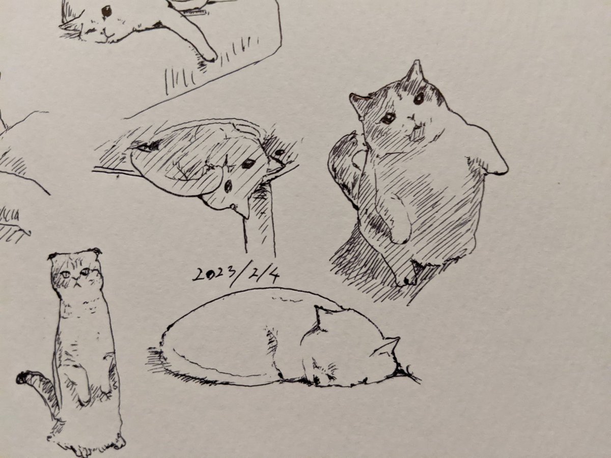 奥さんに猫の写真を見せると大概「絶対餌欲しがってる」と言います そんなことねーよ カキカキ。 