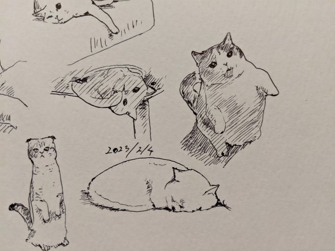 奥さんに猫の写真を見せると大概「絶対餌欲しがってる」と言います そんなことねーよ カキカキ。 