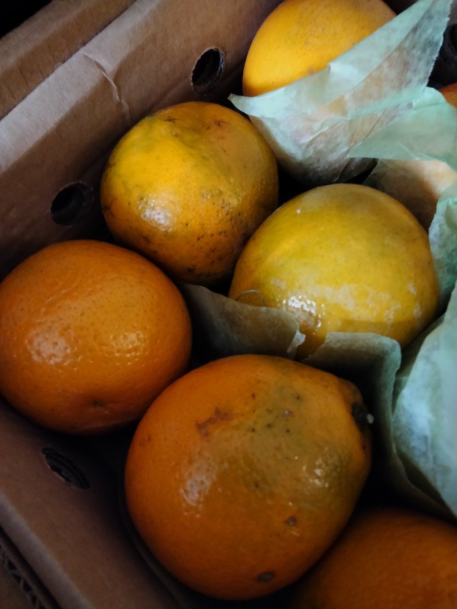 Ted Cantu on Twitter "The Honey Bells came today. These oranges were shipped from Florida and