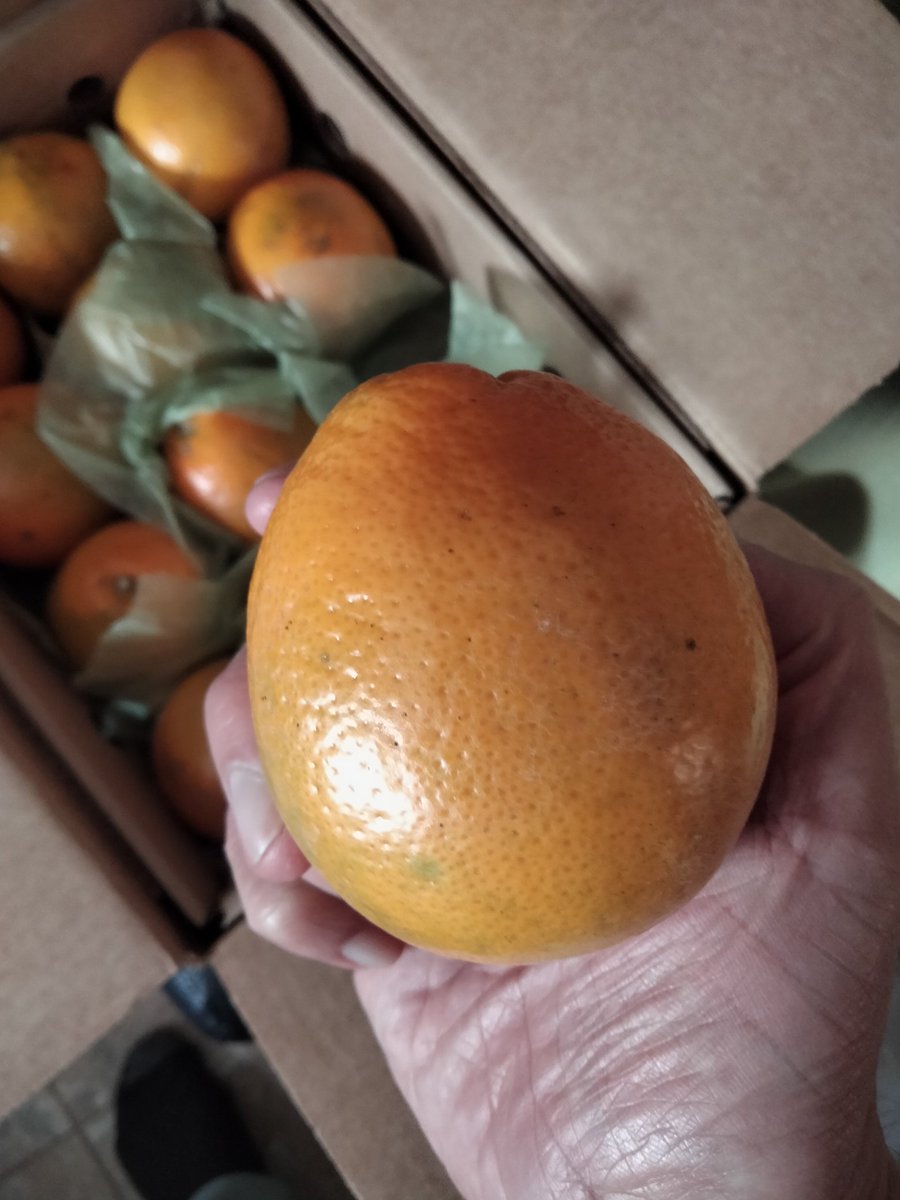 Ted Cantu on Twitter "The Honey Bells came today. These oranges were shipped from Florida and