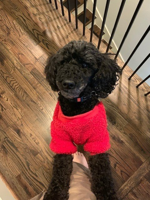 Wearing red this #WearRedDay @American_Heart! Cassie the poodle remains blissfully unaware that heart disease is the #1 killer of women, but at least she looks good spreading the word in red. #Goredforwomen