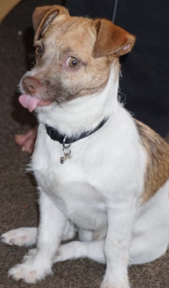LeeHewis's tweet photo. @marklewismd This is my cheeky dog he looks like your daughters great Drawing https://t.co/3R55B6anBt