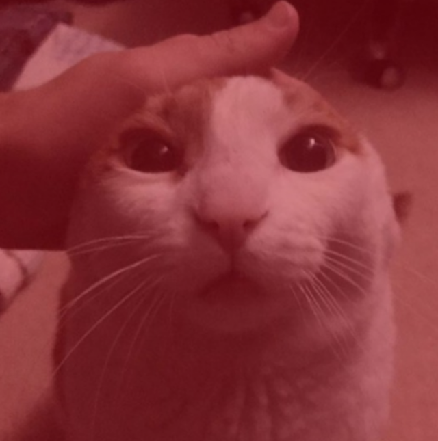 Me Petting My Cat Bot tweet media
