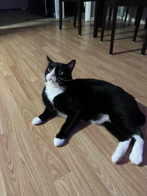 @crustaceanseb I LOVE YOU!!! Look at my friends cat 🫶🏽 https://t.co/n605xD5q7M<a class="tags" target="_blank" title="On Twitter" href="/?out=eyJ0eXAiOiJKV1QiLCJhbGciOiJIUzUxMiJ9.eyJpYXQiOjE3MjA3NjgwODQsImlzcyI6InR3cG9ybnN0YXJzLmNvbSIsIm5iZiI6MTcyMDc2ODA4NCwiZXhwIjoxNzUyMzA0MDg0LCJyZWRpcmVjdF91cmwiOiJodHRwczovL3R3aXR0ZXIuY29tL2NydXN0YWNlYW5zZWIifQ.vEDu8rMd25IuqrgkT93n0uGVByxW9uL4NnPDz3IXkYT0Q3hdQpDzLLr76tP2fM-qAnI7PxKBFOdw29M2icKROg">@crustaceanseb</a>