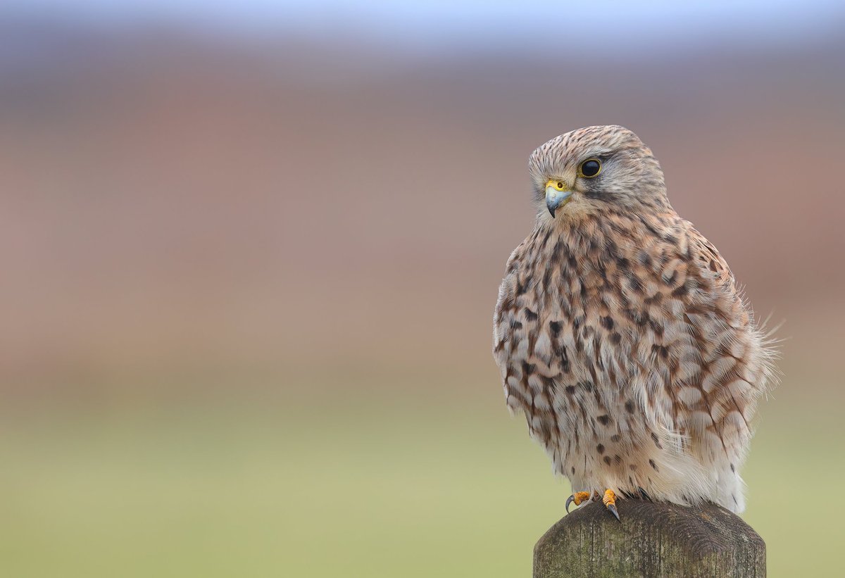 More kestrel shots today ,same place as always #canonphotography #wildlifephotography #wildlife #NaturePhotography #birdphotography #BirdsOfTwitter #BirdsSeenIn2022 @CanonUSAimaging @CanonUKandIE @BBCWinterwatch #nature