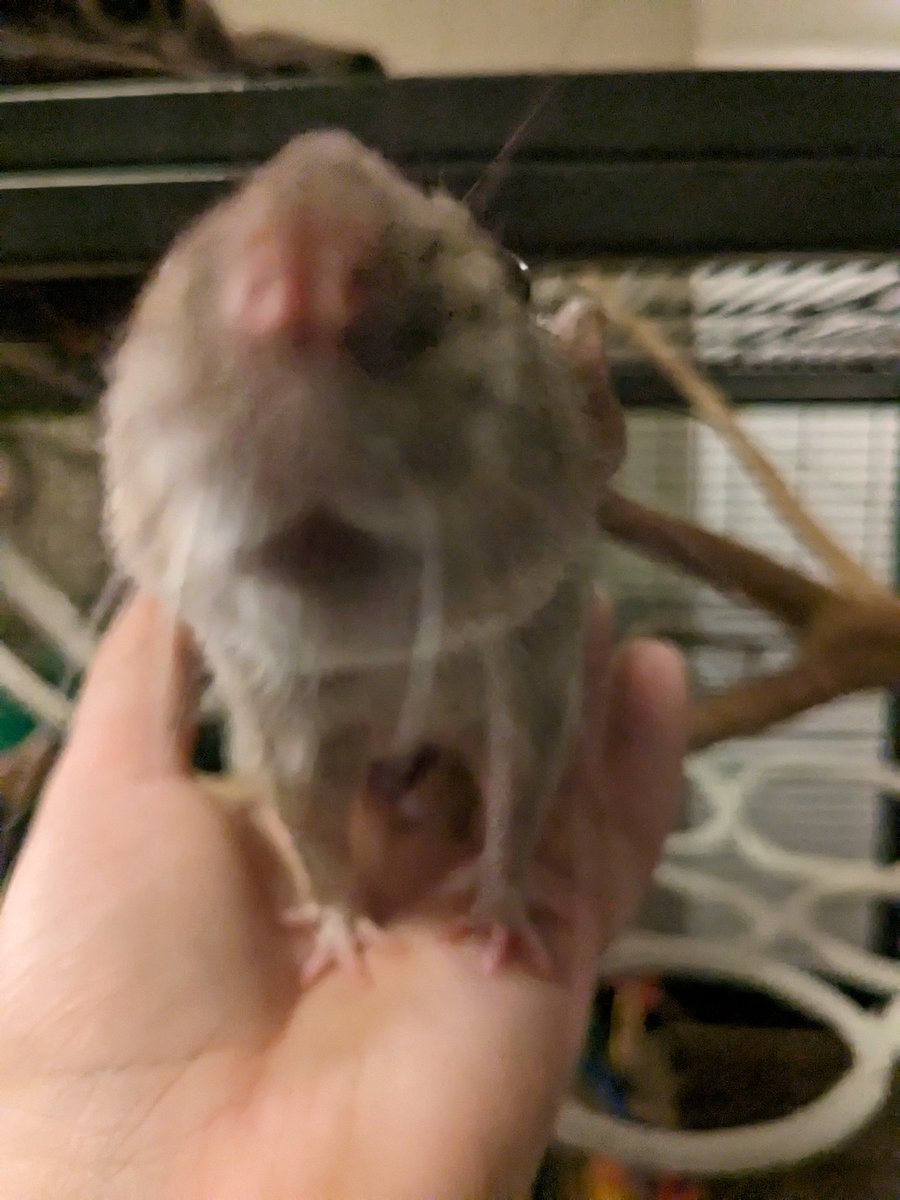 hi