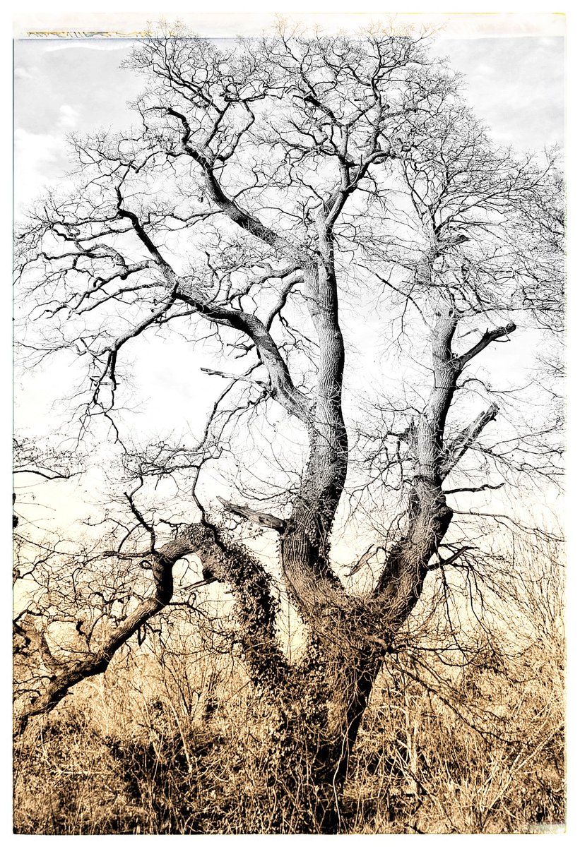Somewhat obsessed with this tree. Another take on it.

#trees #digitalmanipulation
