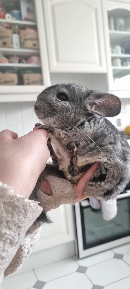 CherriBearxx's tweet photo. oreo looks so adorable like this! look at her little toe beans!!! 🐾
i’m just happy she didn’t bite me 
#chinchilla #chinchillalife #streamerpet https://t.co/iJkct9WnUW