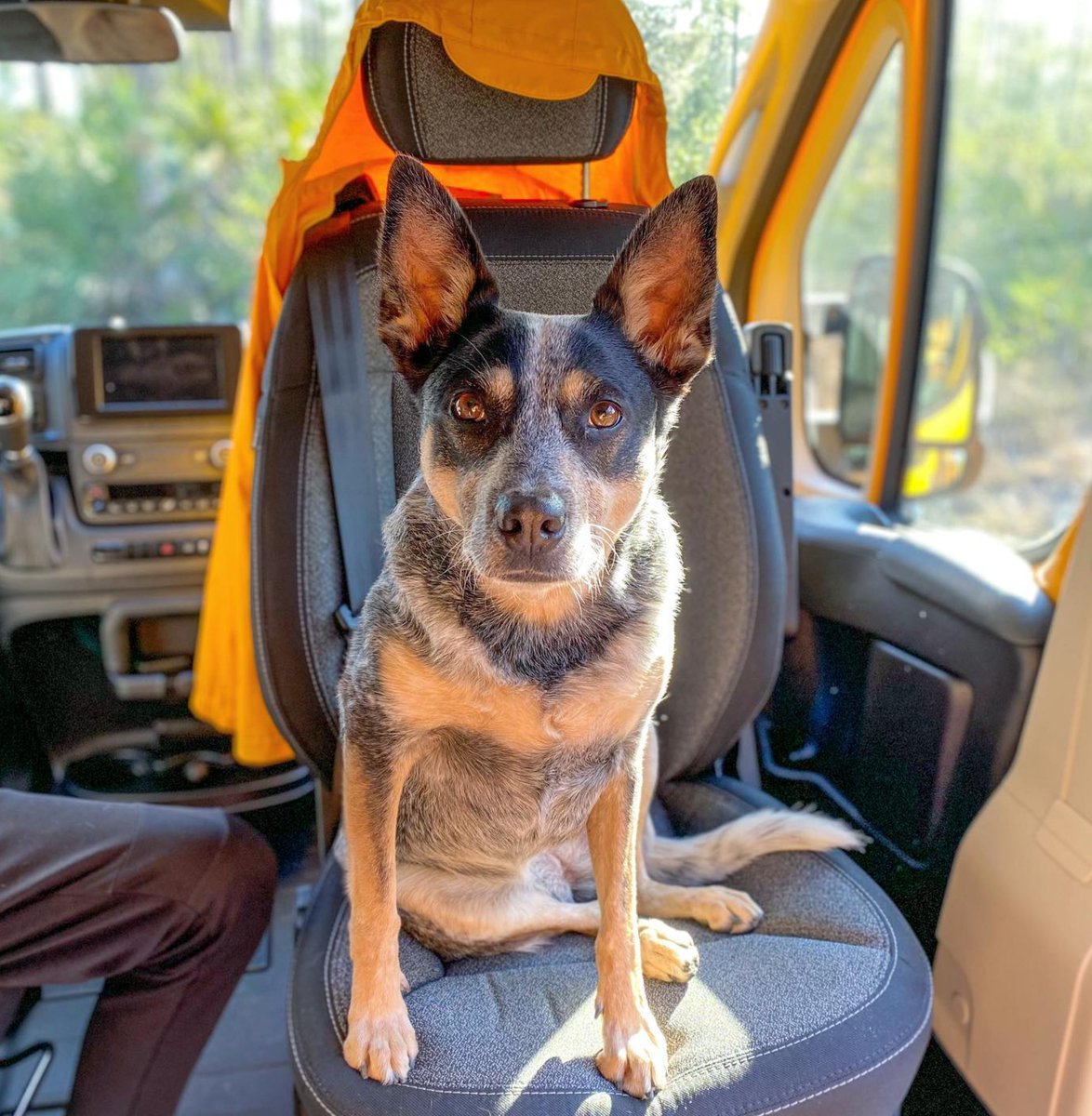 heelersbot tweet media