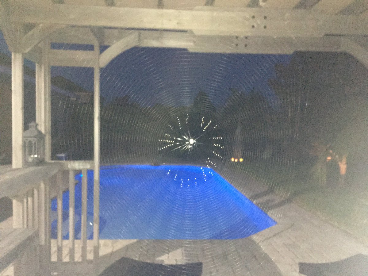 AMKGoBigBlue's tweet photo. @OTerrifying Love watching mine make her nightly web. https://t.co/PPLeRC4xEq
