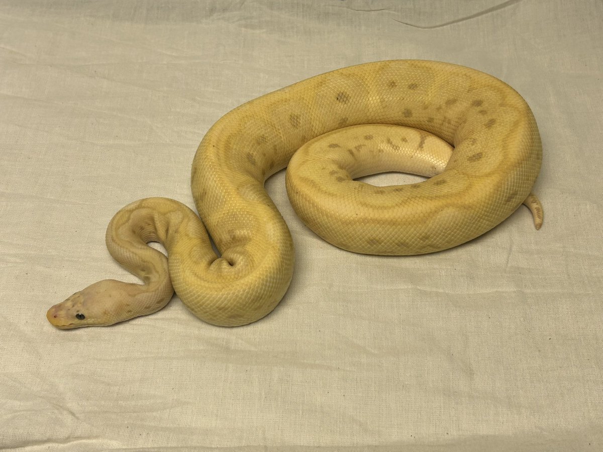 Wreckingpythons's tweet image. This is the second snake I added to my collection, and also this was the point we decided we wanted to breed. His name is Lt. Dan and he is expressing the visual recessive trait Clown and the co-dominant traits Pastel, Banana and Blade.