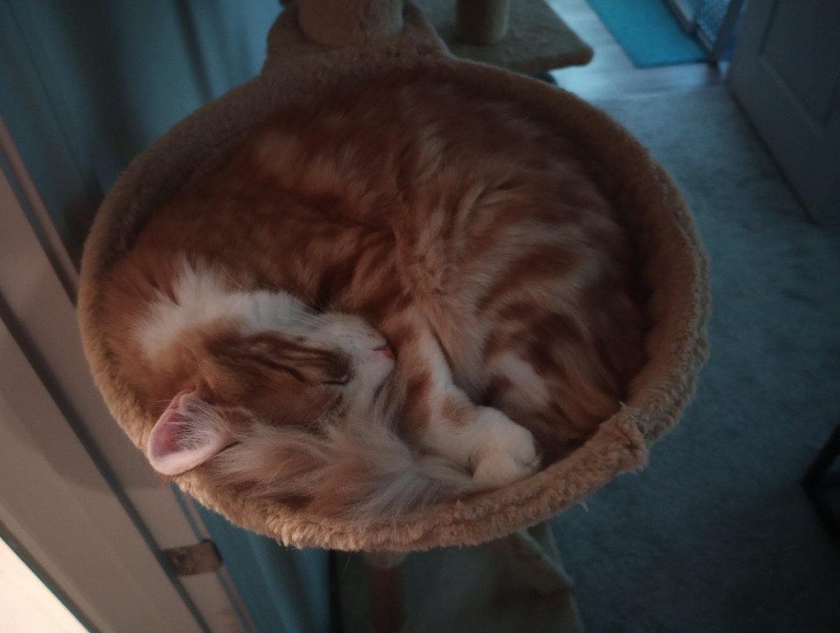 the Cagle Cats tweet media