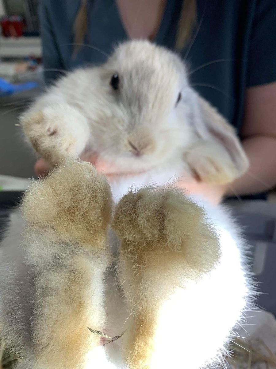 kell-compost-on-twitter-rt-feltonr-trivia-if-the-day-bunnies-don