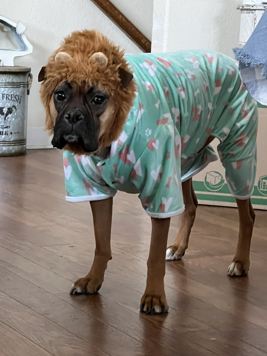 KarynMarinella's tweet image. Saylor is over this article cold that has rolled into the @CityofVaBeach 🥶 #boxersoftwitter #puppyinpajamas #lionhat stay warm friends