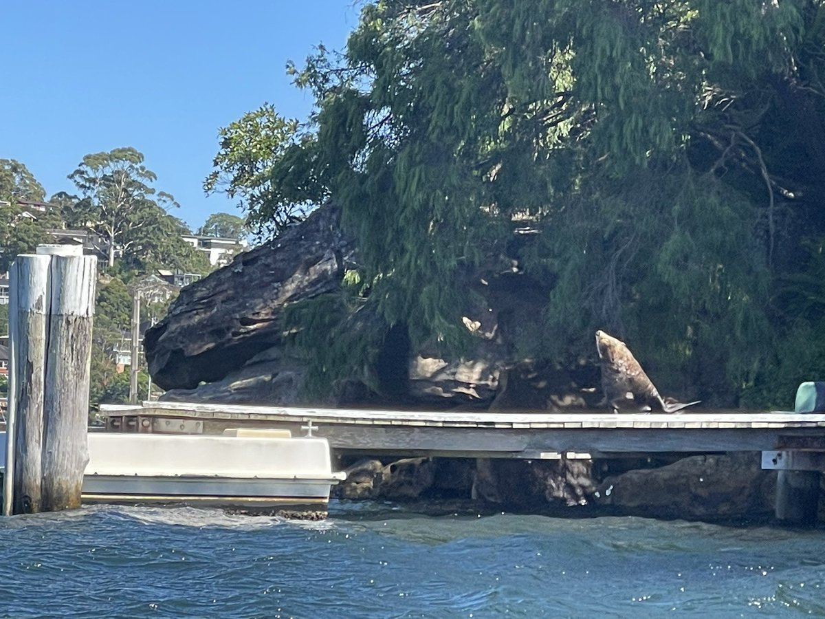 Syd_Harb_Kayaks's tweet photo. Seal in the Harbour. #furseal #middleharbour #wildsydneyharbour @Wildsydharbour https://t.co/vVHQmcXG7y