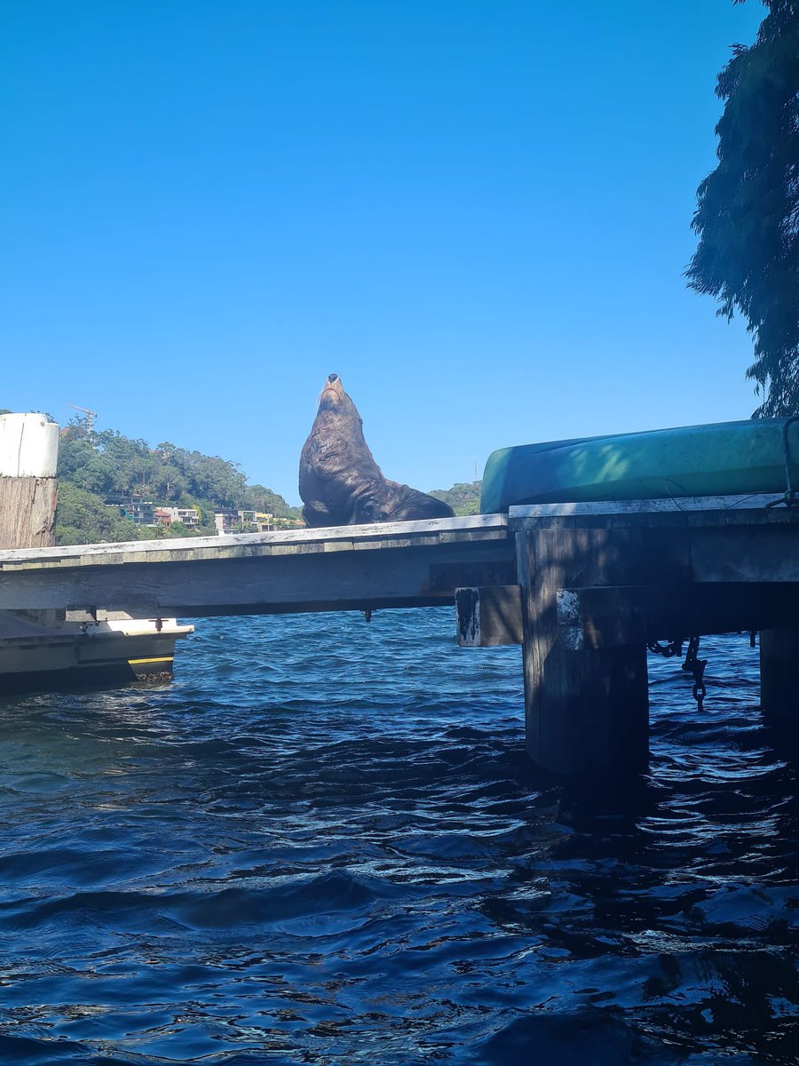 Syd_Harb_Kayaks's tweet photo. Seal in the Harbour. #furseal #middleharbour #wildsydneyharbour @Wildsydharbour https://t.co/vVHQmcXG7y