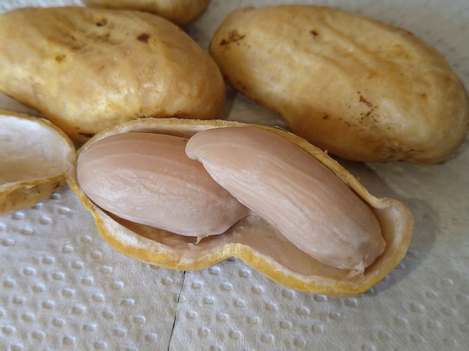 おおまさり(゜д゜)ウマー 