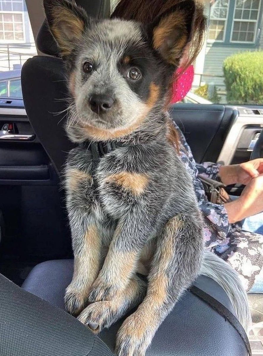 heelersbot tweet media