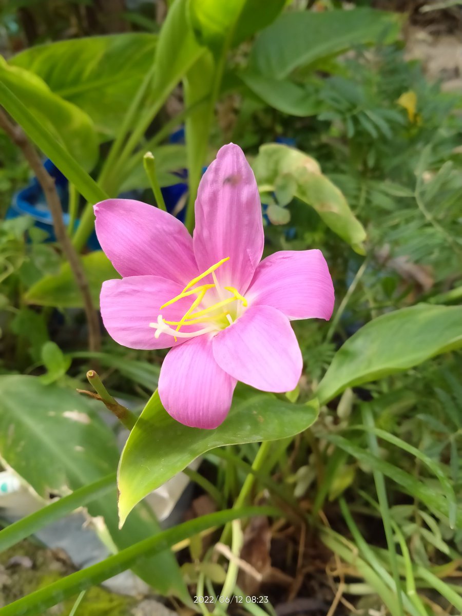 KatholeRohan's tweet photo. rohan_kathole_rk Shot on #redminote9promax Edit @Lightroom 
@KatholeRohan 

#shotsbydevika #photooftheday #photographer #photographylovers #photography #pixels #edits #guava #editing #viral #like #comment #save #share #follow #green @Lightroom https://t.co/oHemuXT9of