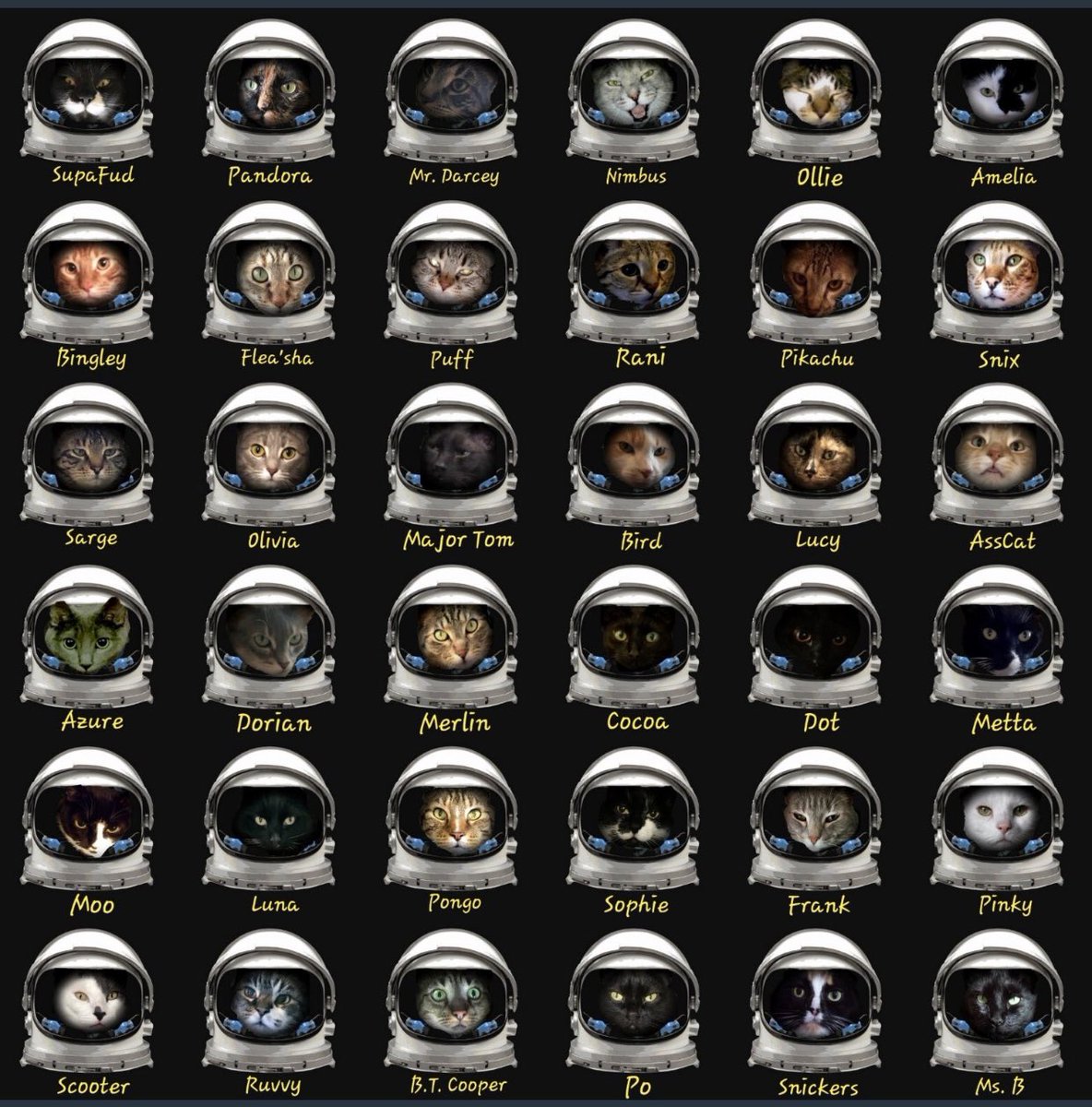 SupaFud's tweet photo. @giantcat9 #SpaceFurce https://t.co/vaPC1lnbQz