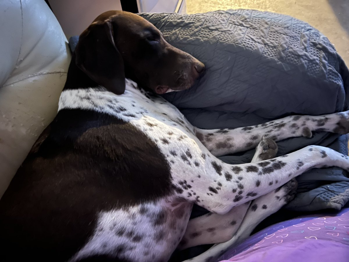 just_tscar's tweet photo. @CplDrayton_BCSO My snuggle buddy https://t.co/BusHn8agMe