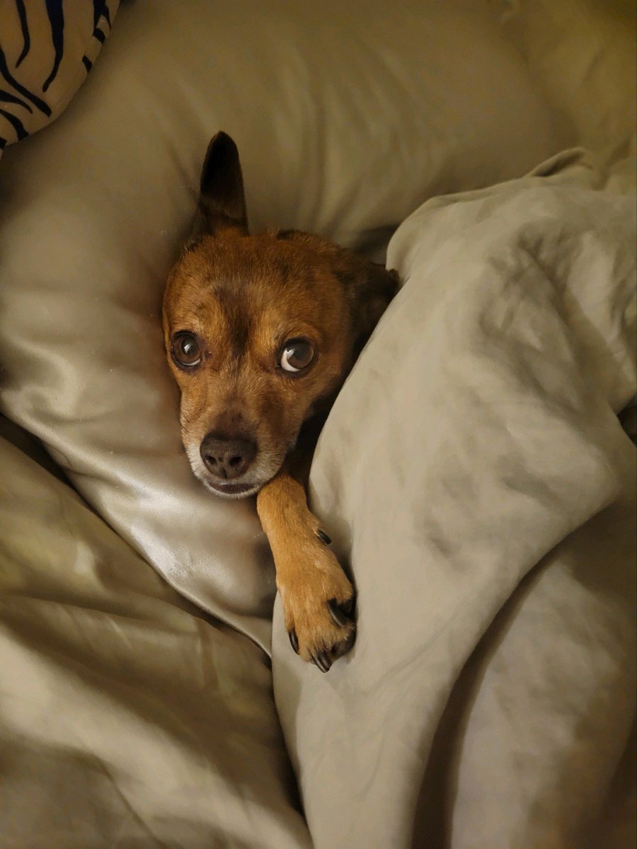 I will not Self sabotage anymore. I learn how to communicate kindly without fear. I ask my guides to show how to elevate my health and well being. In relationships I create harmony, love and support. As I forgive others shall. My inner light has not withered. It has ignited.