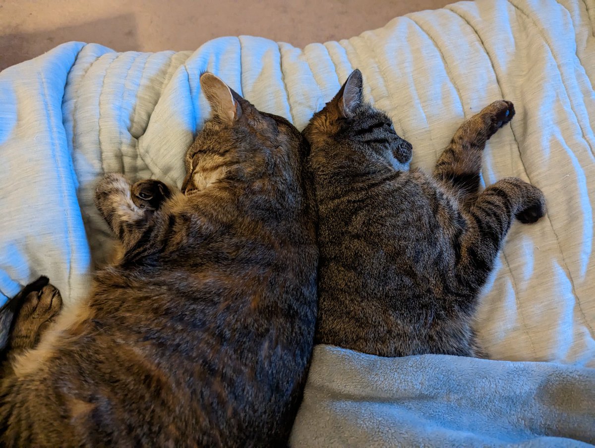 Mine brofur Sunshine and mine sisfur Nutmeg wuz so cute that I literally iz did throwed up on mine Momb's bed dis mornign 🤢😻😅

#CatsofTwitter #cutecats #cuteanimals #tabbycats #tuxedocat #fivcatsclub #FridayVibes #FridayFeeling #cuddles