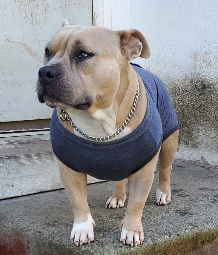 PAHS's tweet photo. 🐾 Happy Tails! Una is a 3 yr old whose family reached out about suspected Pyometra. After covering her initial bloodwork and X-rays through a local clinic, we partnered with HSSV to get her treated. Thanks to #HSSV and our Pet Help program, Una received the help she needed ❤️🩹 https://t.co/4fnJkSM6tl