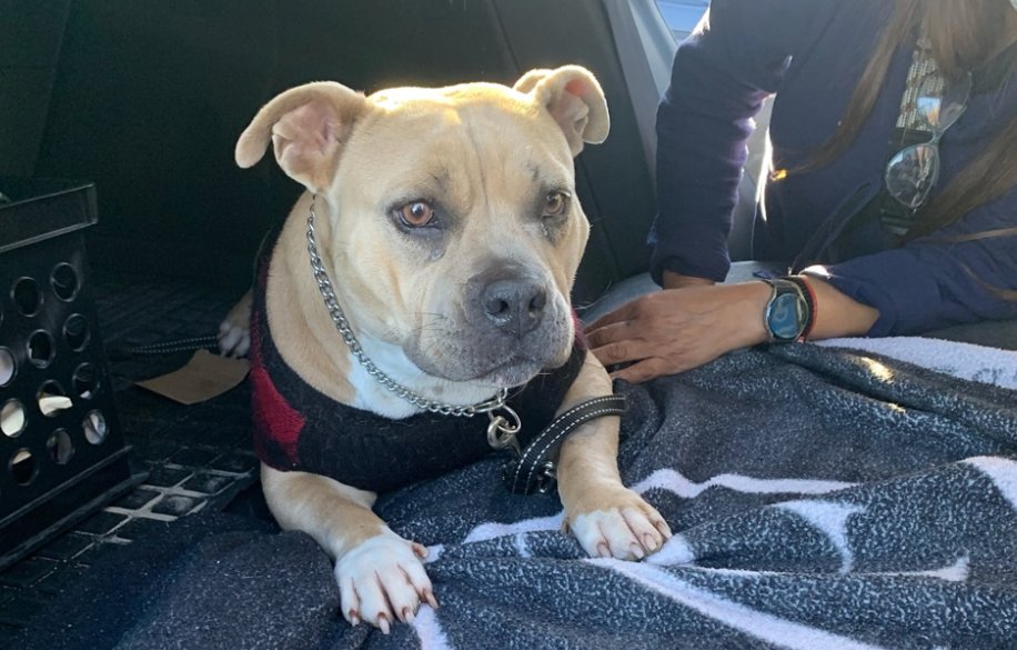 PAHS's tweet photo. 🐾 Happy Tails! Una is a 3 yr old whose family reached out about suspected Pyometra. After covering her initial bloodwork and X-rays through a local clinic, we partnered with HSSV to get her treated. Thanks to #HSSV and our Pet Help program, Una received the help she needed ❤️🩹 https://t.co/4fnJkSM6tl