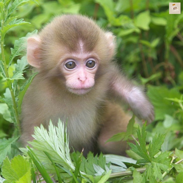 #FotoProfilBaru nurutin si monyet gede <a href="/fetterbane/">nysse</a>