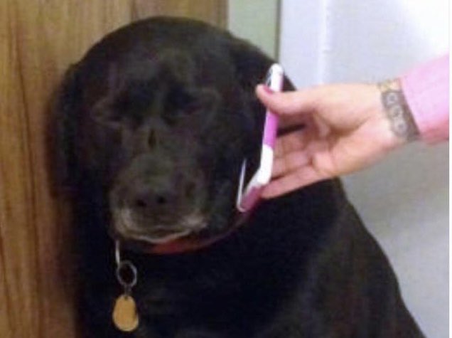 8 year old me when my mum made me ring people to thank them for my birthday presents