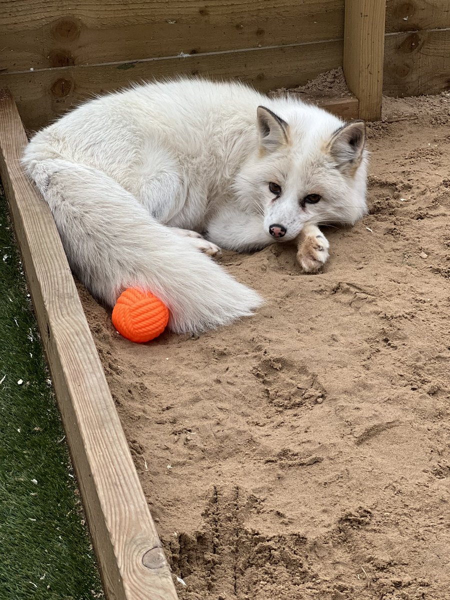 BucksGoat's tweet photo. Jasper arrived safely at the BGC on Saturday.
It will take time for him to get used to his new surroundings, with new people to get to know.
Jasper is seven years old and we have re-homed him through #blackfoxesuk
We welcome Jasper into Barnaby’s Lodge and to the BGC family ❤️🦊 https://t.co/XlAcT26szb