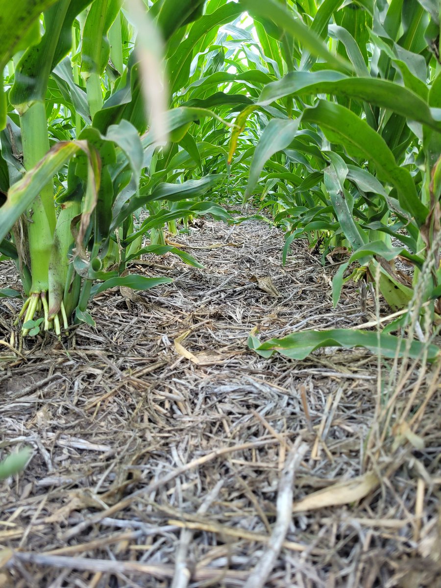 FascioliGabriel's tweet photo. Gran jornada de intercambio de malezas en la Nexo @LaresSRL1 !!!
Demostrativos de herbicidas soja y maiz 🌽. 
#Acuronpack #Acuronuno #Borja #Borjapack #Eddus #Genoa
@Syngenta_ar https://t.co/hFEZx6sx3j