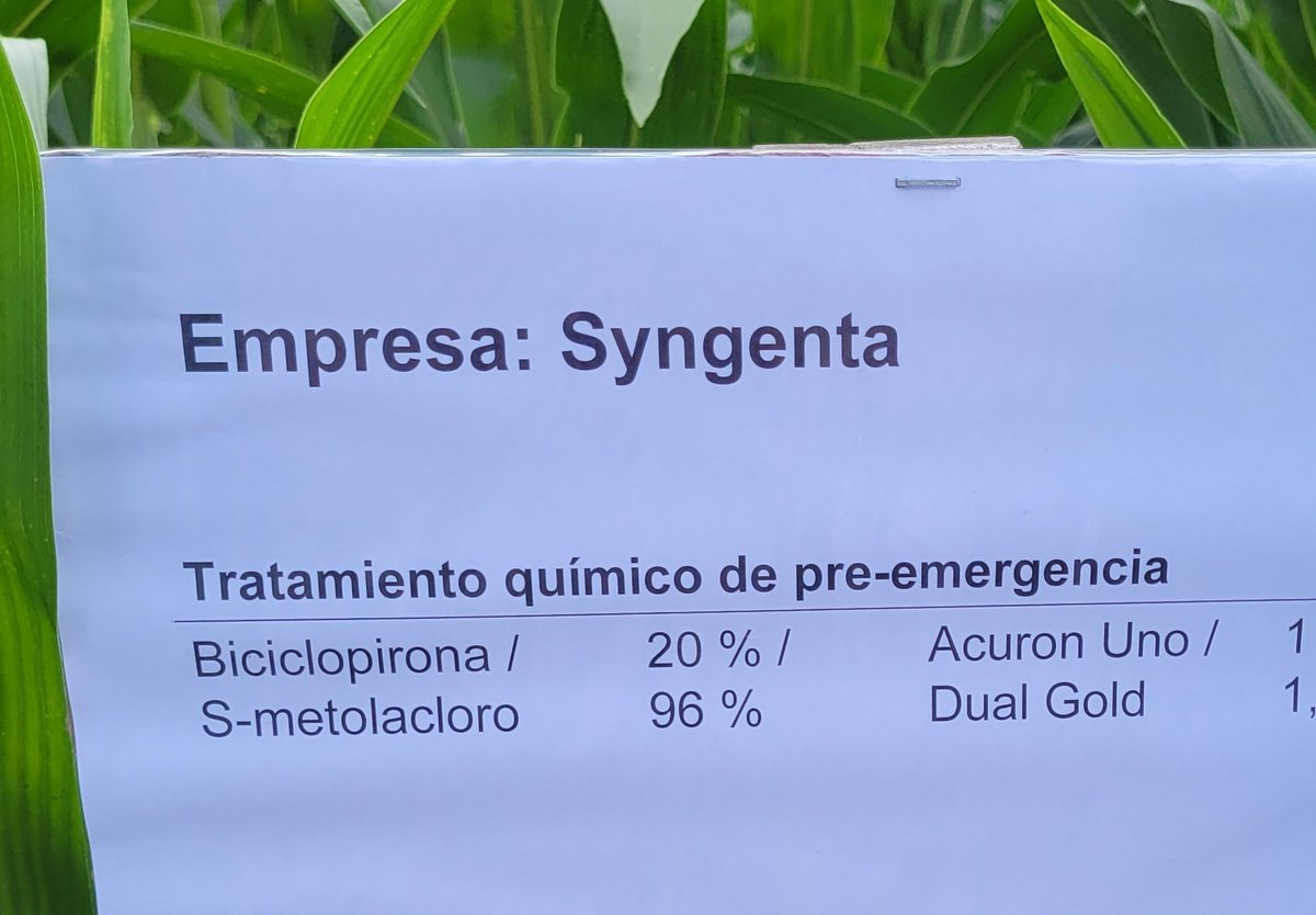 FascioliGabriel's tweet photo. Gran jornada de intercambio de malezas en la Nexo @LaresSRL1 !!!
Demostrativos de herbicidas soja y maiz 🌽. 
#Acuronpack #Acuronuno #Borja #Borjapack #Eddus #Genoa
@Syngenta_ar https://t.co/hFEZx6sx3j