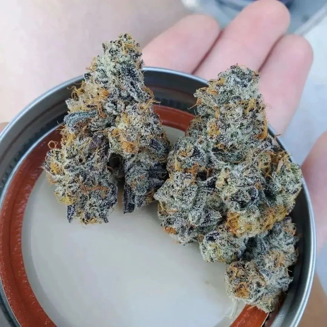 Raw_Genetics_'s tweet photo. Carbon Cake 🎂 creates the most beautiful flowers!(Carbon Fiber X Apples n Bananas) #rawgenetics #thisisraw #FlavorForward #carboncake https://t.co/pWqOYkJOPd