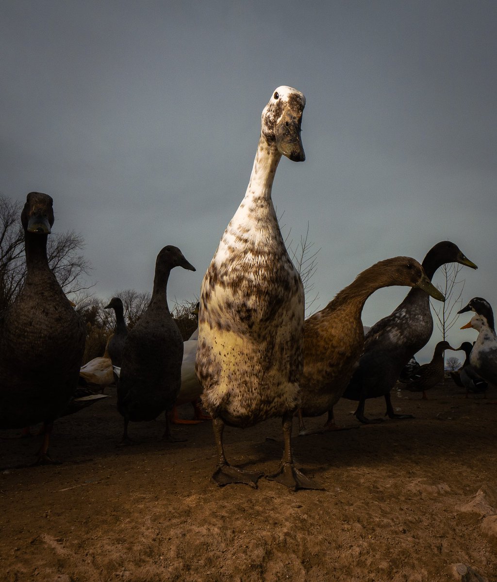 DuckFoodBot's tweet photo. give us your noms

(retweet to send a treat https://t.co/bCx4zPeNUf) https://t.co/5TIEHgzM1J