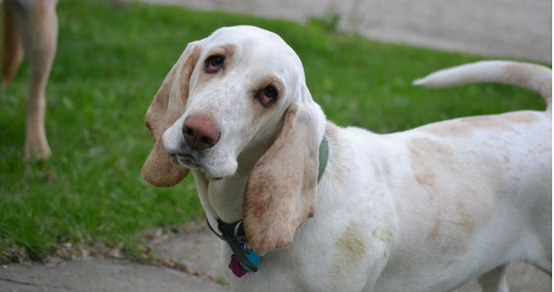 Some household products can be used in particular situations to help your dog. Always check with your vet first to ensure what you are doing is correct and safe. 🐶😁🐶
bit.ly/2Wfn3Nf