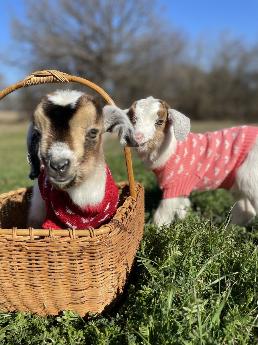 Double trouble ❤️💕 #babygoats