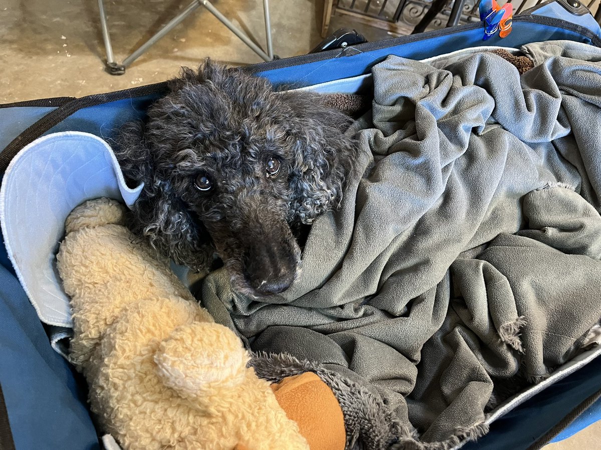 stuckinsamshead's tweet photo. I said goodbye to Harlee today. She’s been a great source of joy for me since I moved to Tulsa. May her memory be a blessing. https://t.co/JIn5xeJXF1