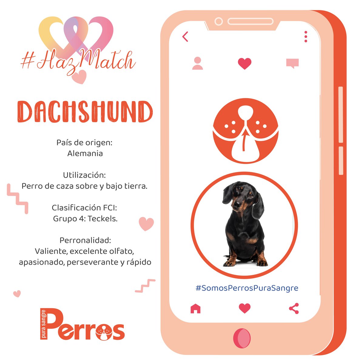 revista_pps's tweet photo. 🐶🧡#HazMatch con el #Dachshund y conoce algunas características de esta maravillosa raza.
#MejoresAmigos #SomosPerrosPuraSangre https://t.co/NS6EySsUva