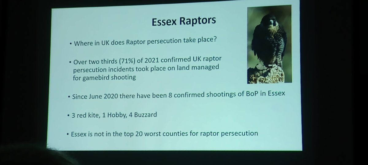 EBwSTweets's tweet photo. Some Essex raptor persecution facts and advice from tonight's excellent #ProjectCamTag presentation by @Raptor3ET. For more information and to find out how you can help this important project please visit https://t.co/xQHuCT6xLE @EssexBirdNews https://t.co/vDfT1Dh8XU