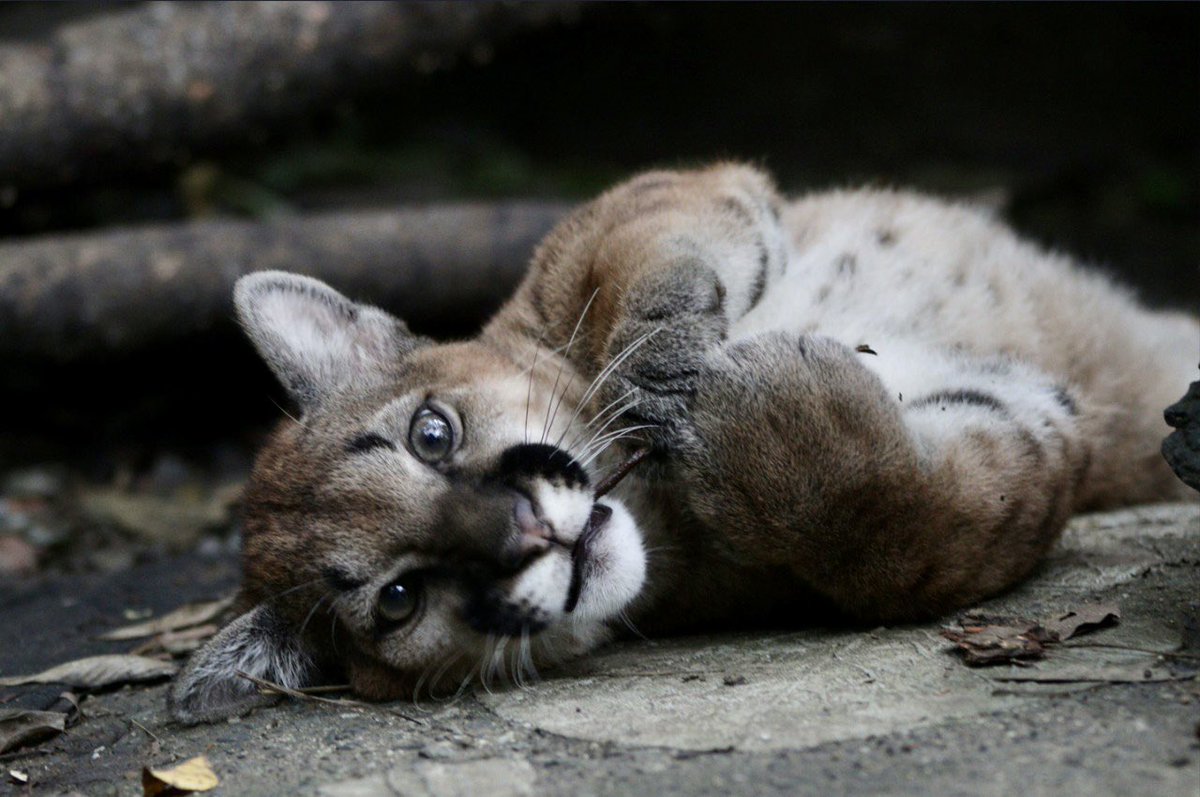 Areametropol's tweet photo. El cachorro de puma ingresó al Hogar de Paso de @corantioquia. Su peso inicial: 4.5 kg y su edad, entre 3 y 4 meses. Todo el equipo de: médicos veterinarios y auxiliares, zootecnista, biólogos y operarios, iniciaron un proceso de riguroso cuidado, garantizando su bienestar. https://t.co/lnzVOePHPE