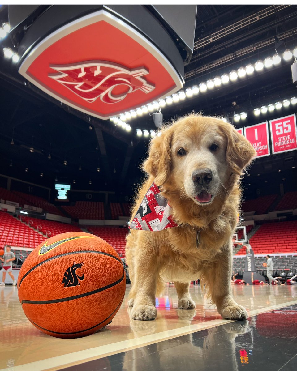 therealdashdog's tweet photo. @WSUCougarFB @WSUCougarWBB @WSUPullman Cougs! Be in Beasley by 7 PM to cheer on @WSUCougarWBB against #2 Stanford. #BigGameAlert Go Cougs!🏀🐾 https://t.co/CVlZf1J4kE