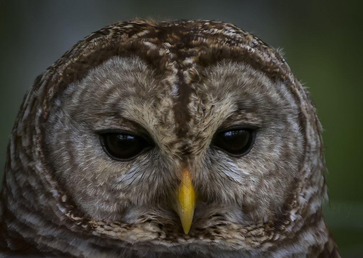 Mug shot | Barred Owl | recommend full view
copyright Marc Harris | Marc Harris Wildlife | All rights reserved

#TwitterNatureCommunity #TwitterNaturePhotography #wildlife #raptors #nature #BirdsOfTwitter