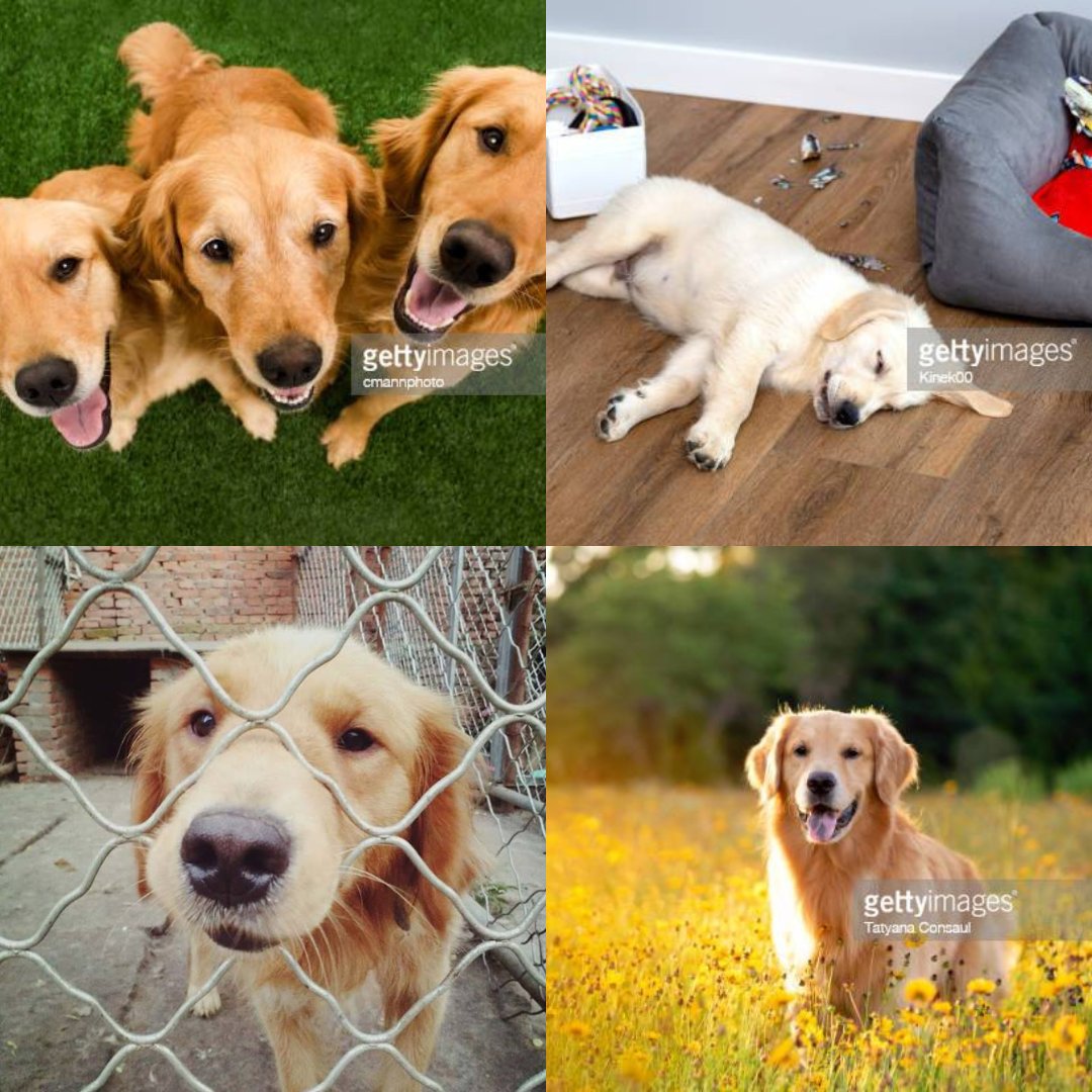 PopsyncNow's tweet photo. Take a paws from your workday and appreciate these fluffy friends! 🐾

Find furry photos from #gettyimages, &amp; more, when you use #popsync.

https://t.co/CZ5BEEpP6Z

#goldenretriever #doglife #doglover #dogsoftheday #workrelief #worklife #streamline #collaborate #stockimages https://t.co/hyhutp8Tan