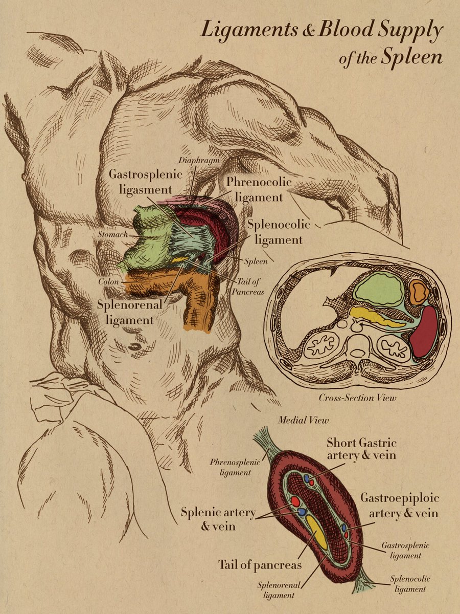 Some trauma illustrations for <a href="/gmka_org/">Global Medical Knowledge Alliance</a>